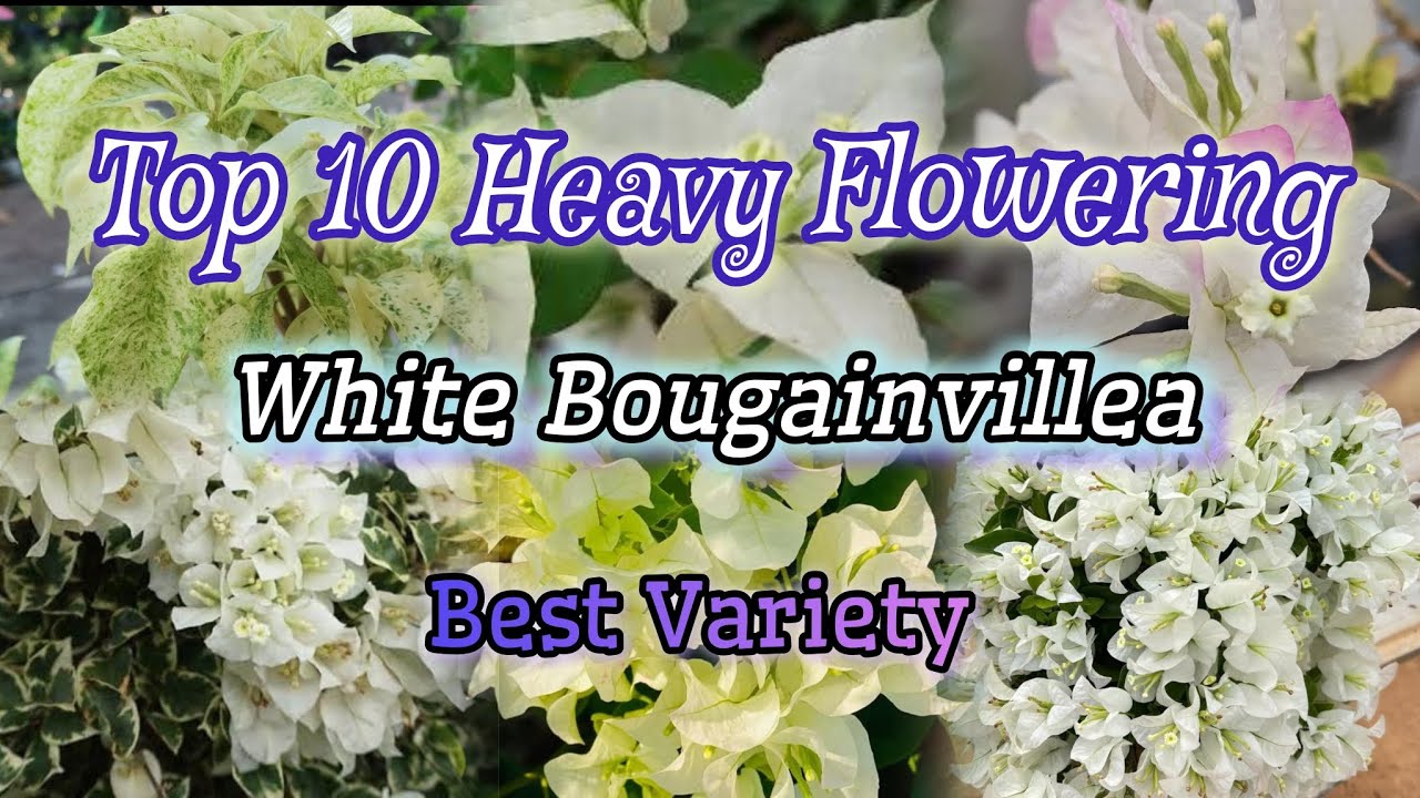 Top 10 White Bougainvillea/Heavy Flowering White Bougainvillea/Best Variety White Bougainvillea