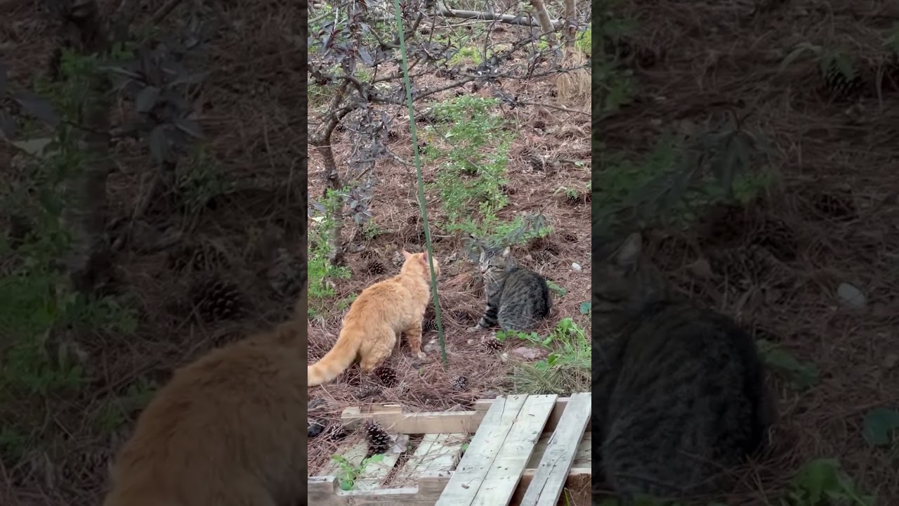 Cat fight in my backyard.