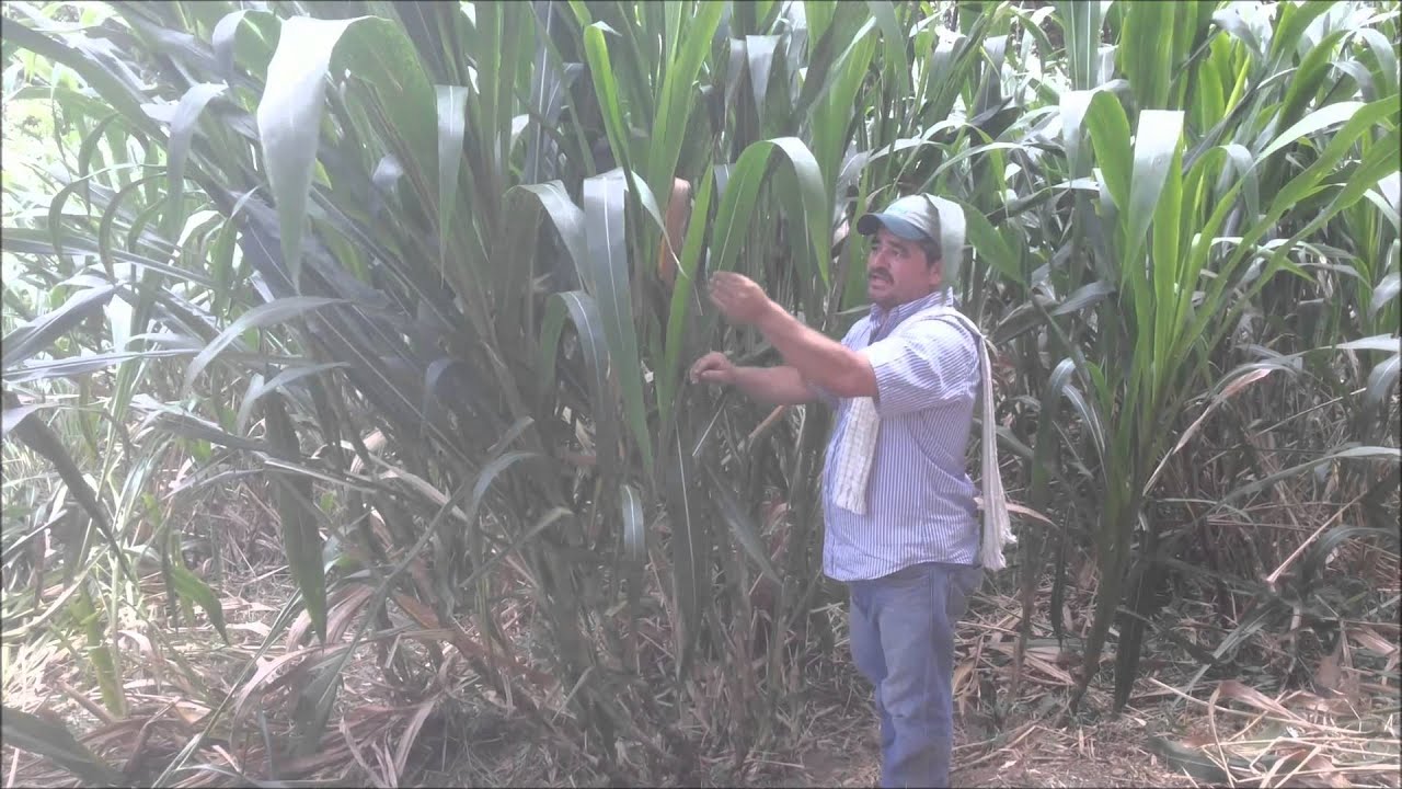 Pasto de corte Clon 51, La Vega Cund