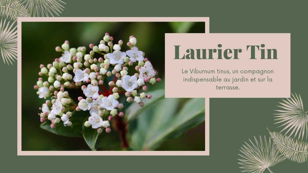 Le laurier tin, viorne