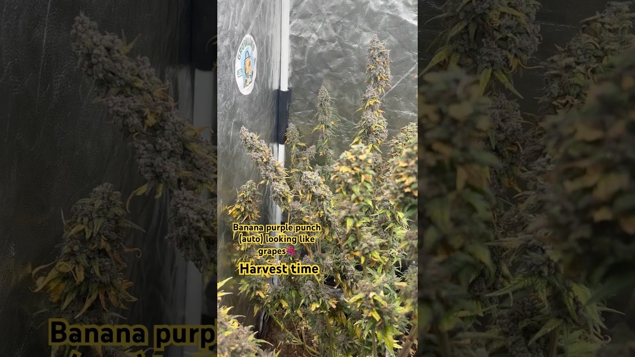 #cannabiseducation Banana purple punch ready for harvest🥶 #hiphop