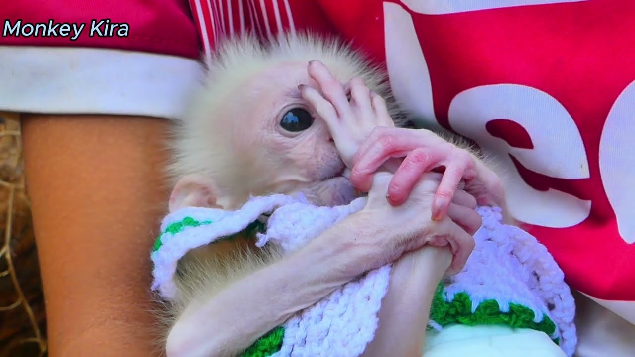 What's a fun? How Kira monkey baby make fun style?
