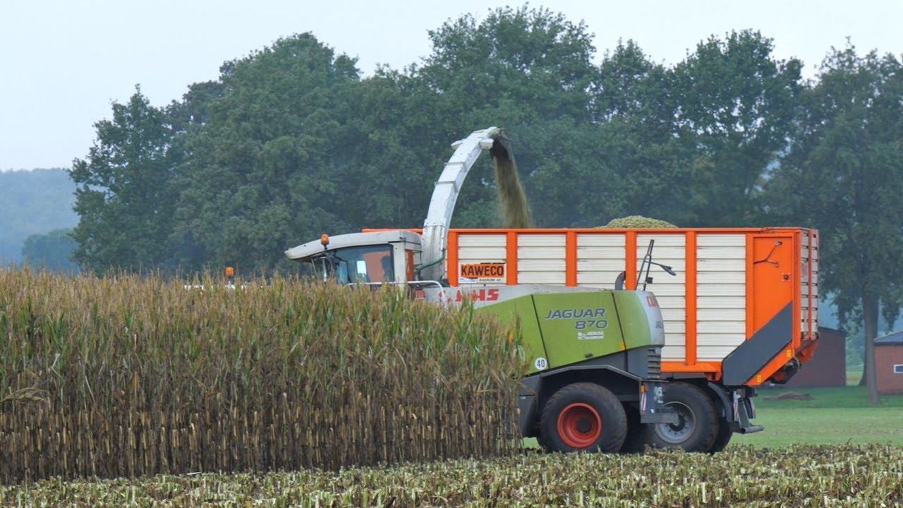 Maishäckseln mit Claas Jaguar 870 - LU Palstring - Mais hakselen - Maize silage - Kukurydzy 2019