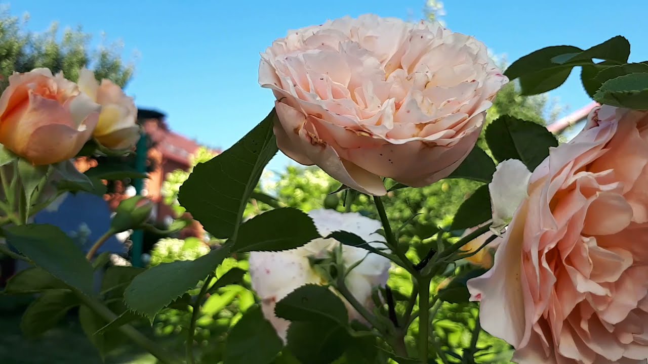 Роза froufroutante Jackie 🧡💙💖(фруфрутант Жаки)  в Жару🌞🧡в Подмосковье💥💥💥.