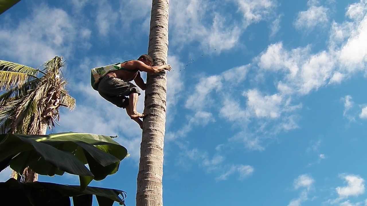 Subiendo a la mata de coco