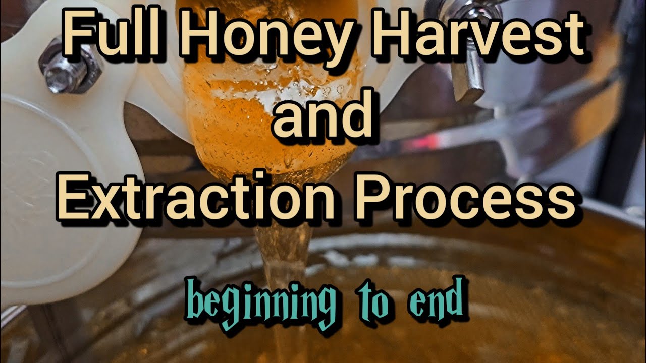 Full Honey Harvesting, Extracting and Bottling Process