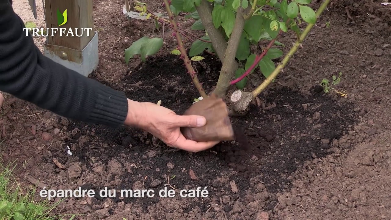 10 astuces pour lutter contre les pucerons -conseils anti-pucerons jardin  Truffaut