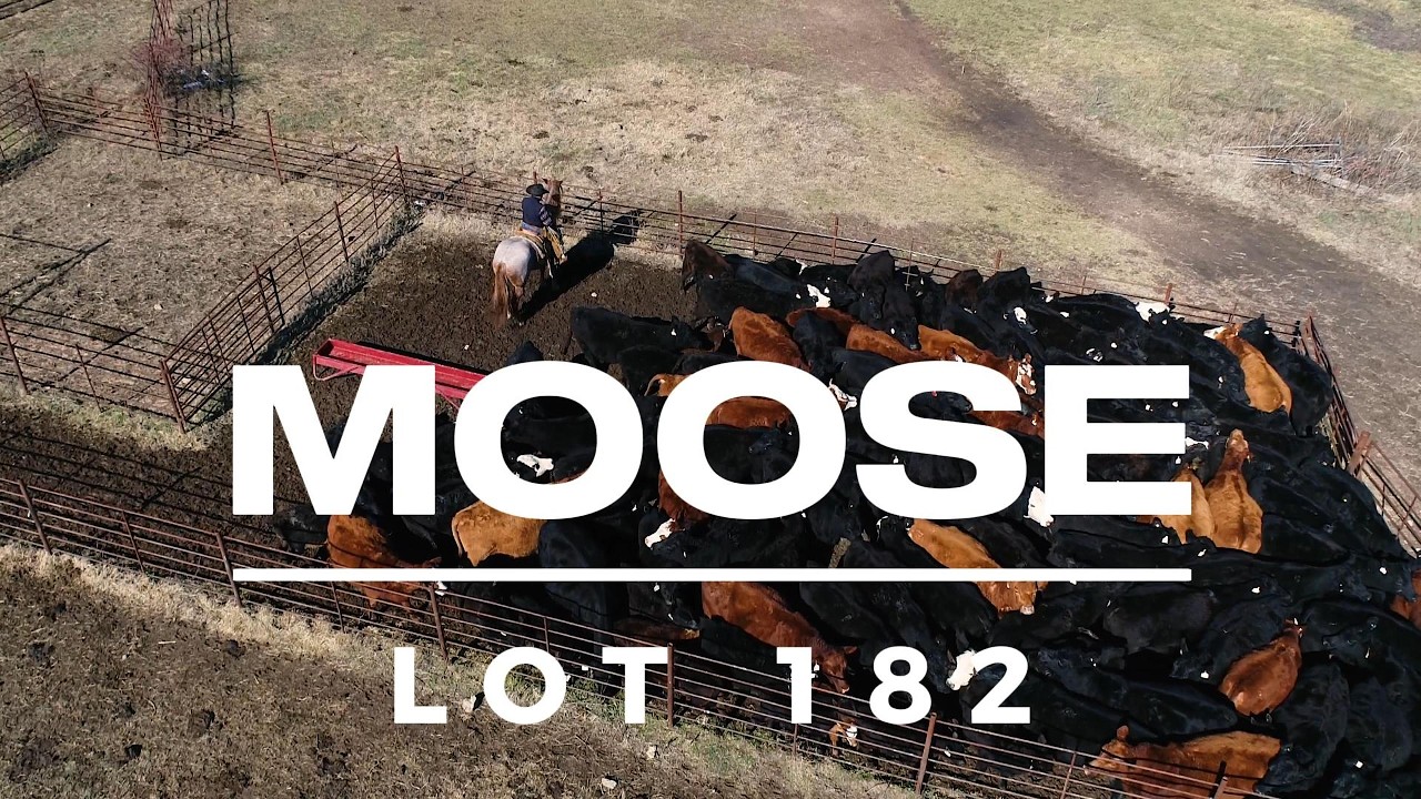 Moose Lot 182 - Boone County Spring Horse Sale 2026 - River S Ranch Horses/Joseph Stratton