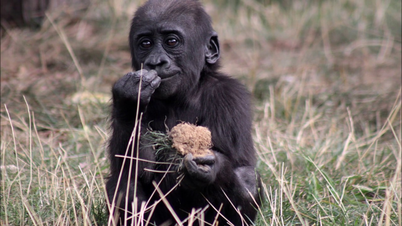 BABY GORILLA THANDIE ONE YEAR OLD