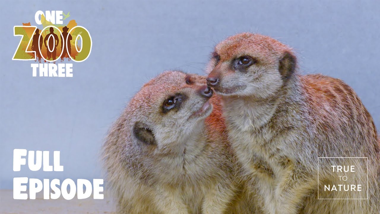 Meerkats, Hedgehogs & Clever Caracaras! | Squeaky Clean | One Zoo Three with the Whitnall Brothers