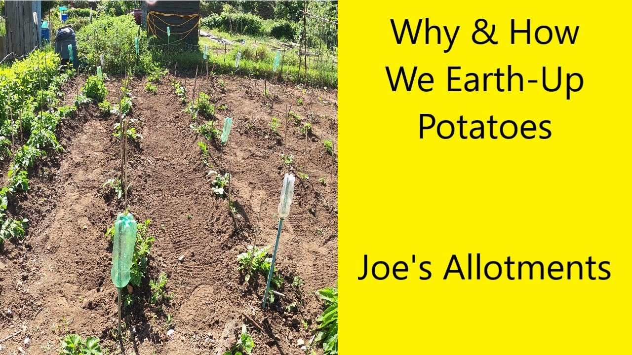 How & Why We Earth-Up Potatoes - UK Allotment (Zone 8)