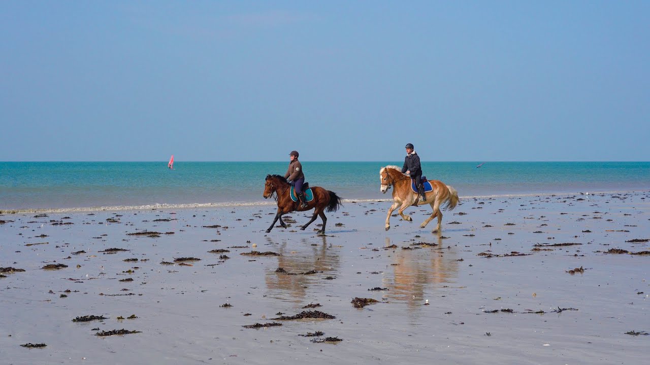Formation Animateur d'équitation
