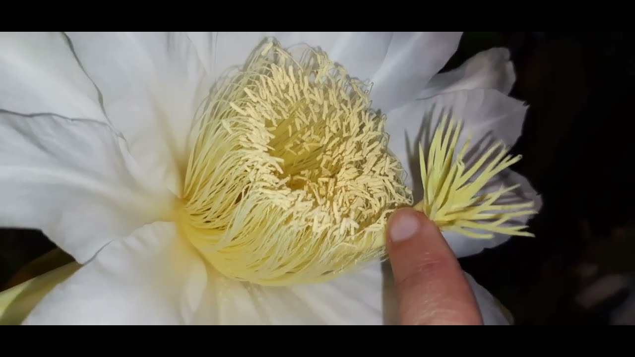 Floração e polinização das Pitayas no vaso