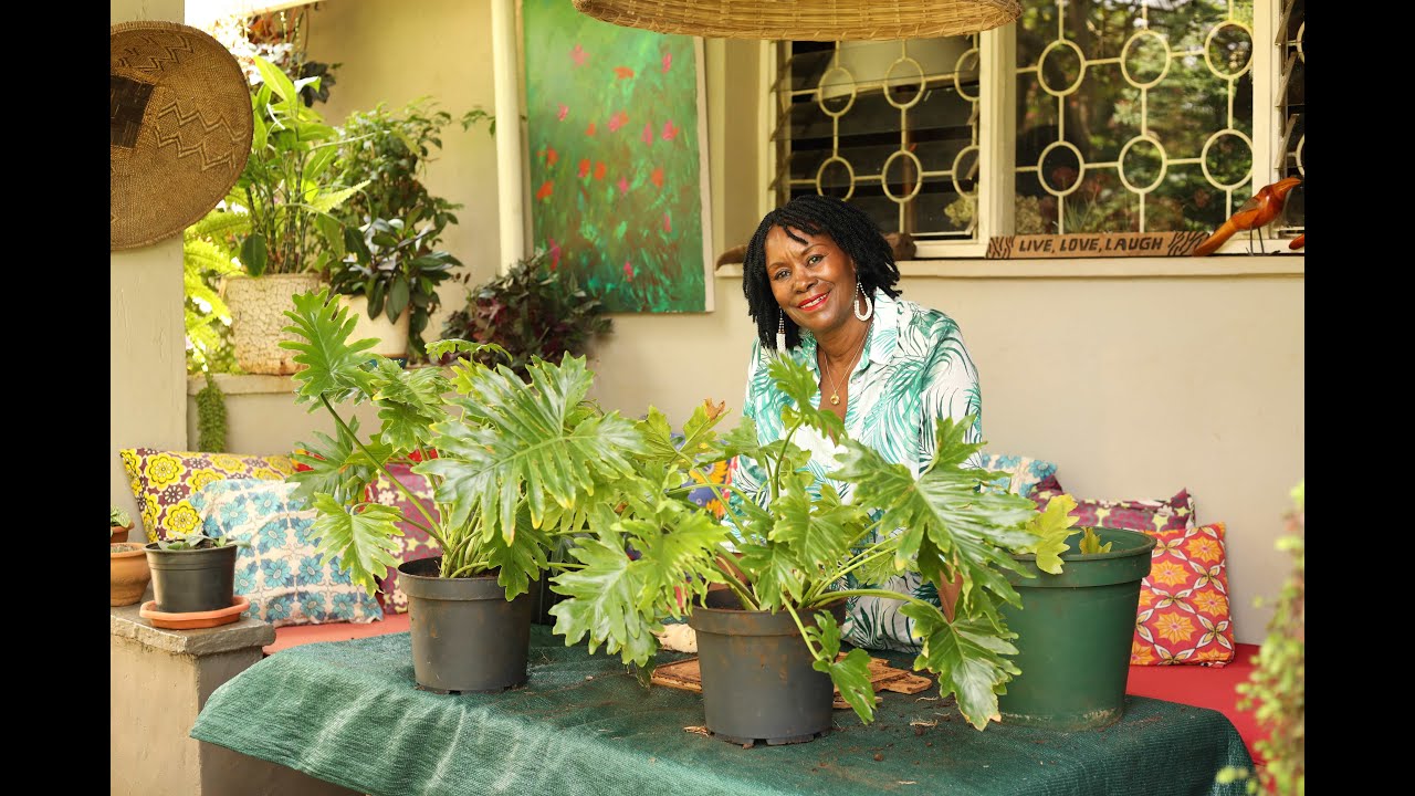 Split Leaf Philodendron - Simple Guide to Dividing Your Philodendron.Transform One into Two Plants!