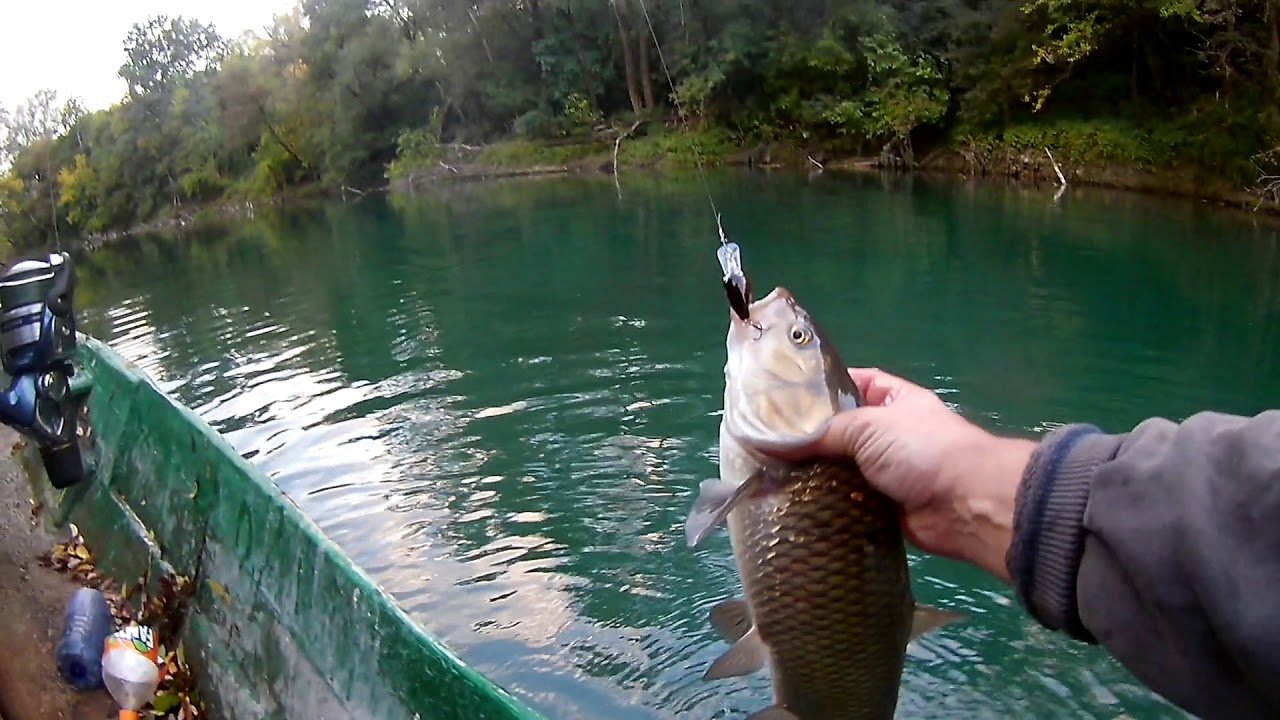 Chub spining in December/River Zeta/Montenegro