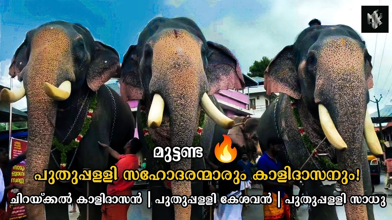 പുതുപ്പള്ളി സഹോദരന്മാരും കാളിദാസനും 🔥 | Puthuppally Kesavan | Saadhu | Chirackal Kalidasan
