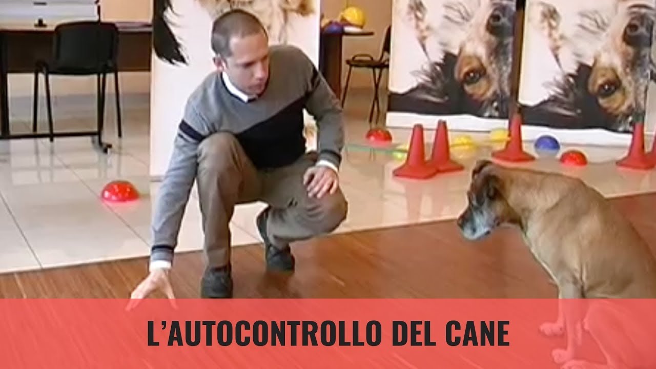 L’ autocontrollo del cane
