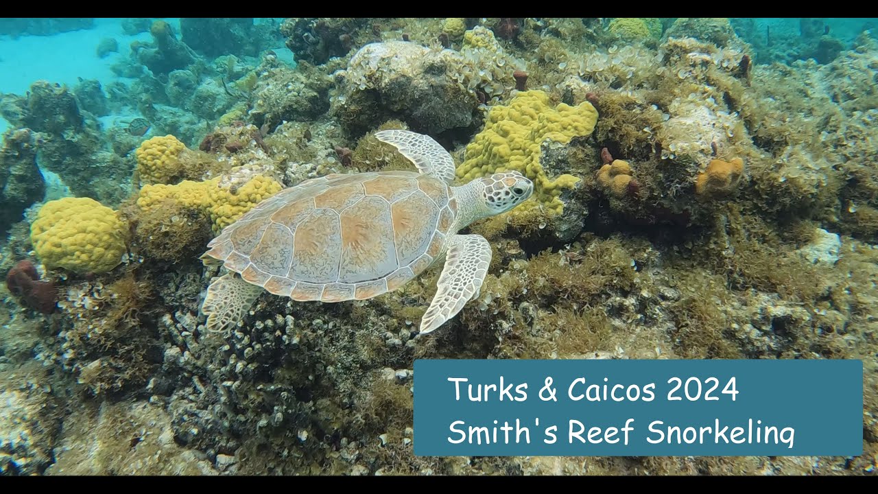 Turks & Caicos 2024 Smith's Reef Honeycomb Cowfish Hawksbill Turtles Queen Angelfish