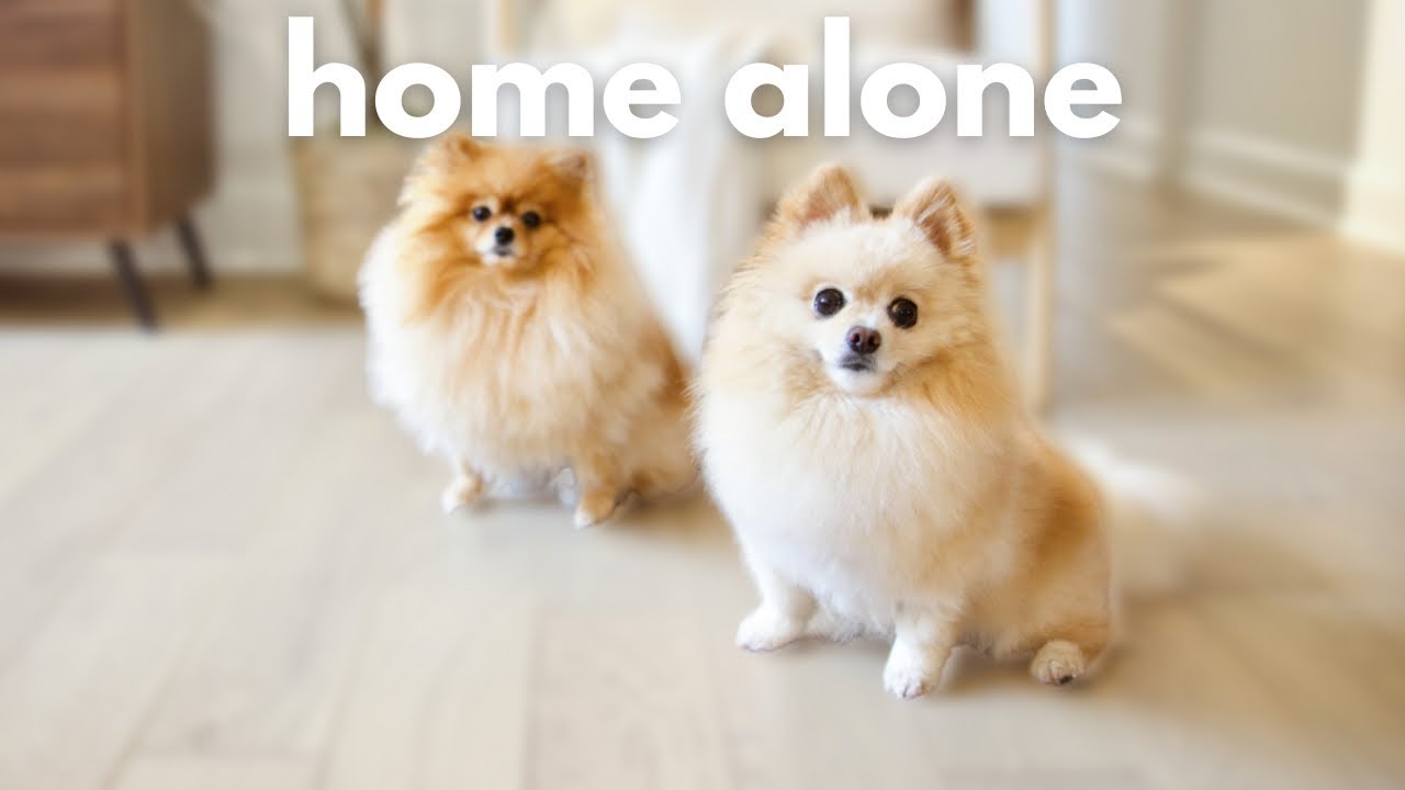 What dogs do when you’re not home? Pomeranians home alone