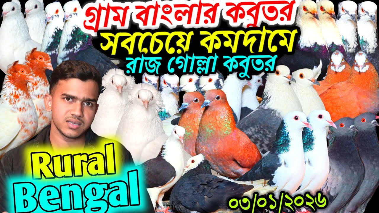 গ্রাম বাংলার খাঁটি কবুতর সবচেয়ে কমদামে রাজ গোল্লা কবুতর বিক্রি হবে ফেন্সি গোল্লা গিরিবাজ কবুতর
