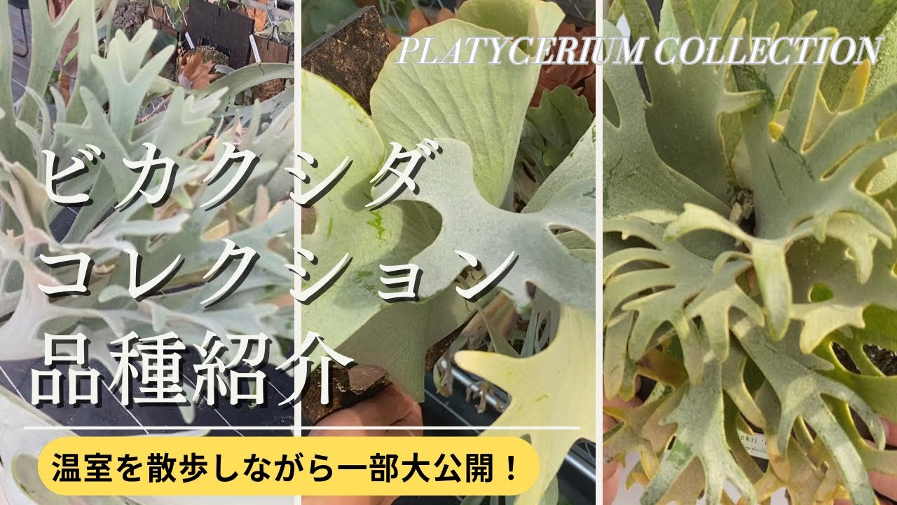 【ビカクシダ】TOMのビカクシダ温室コレクションを公開！