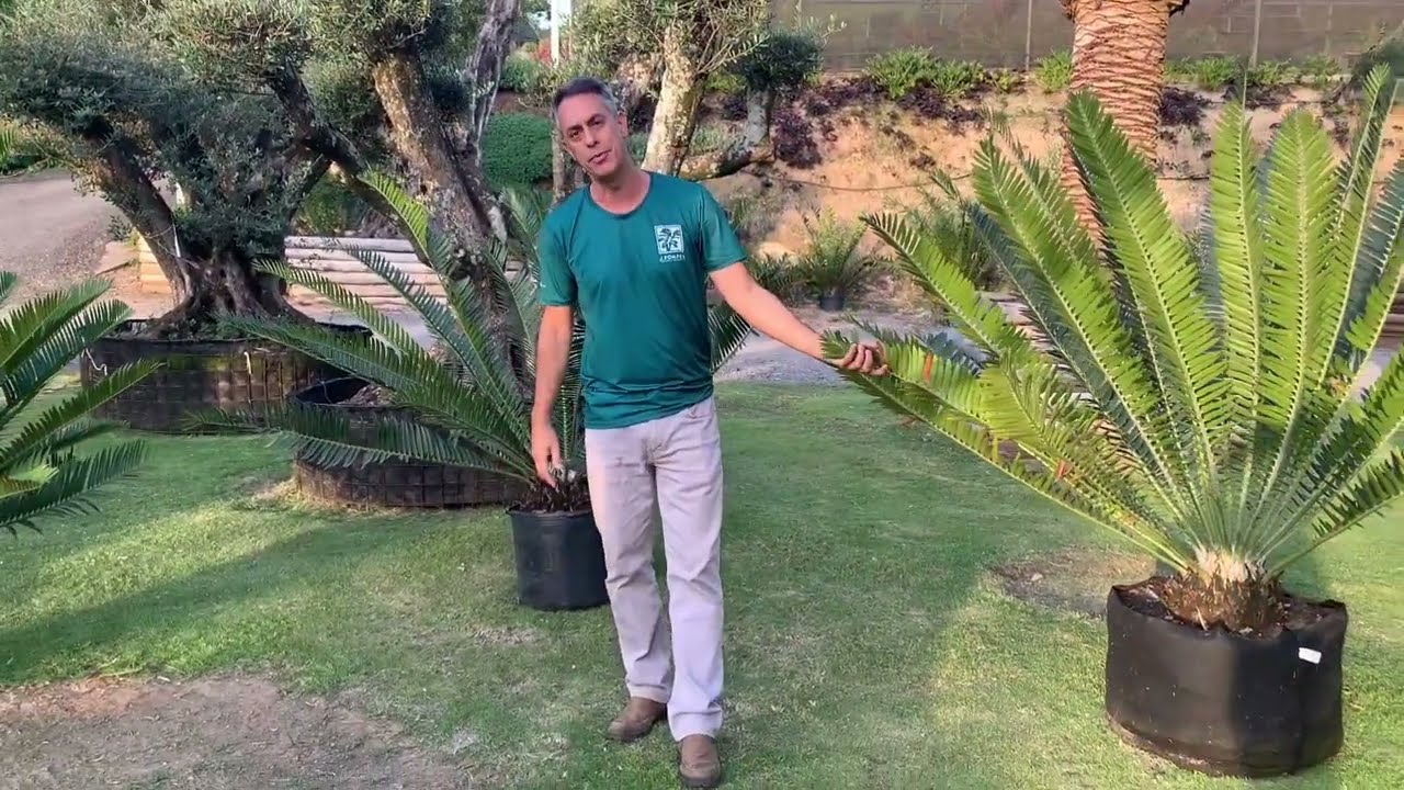 Encephalartos (ferox, natalensis e munchii)