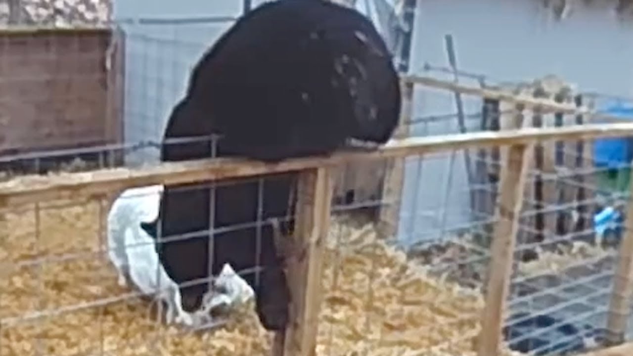 La telecamera riprende l'orso che s'introduce nel recinto dei maiali. Ma la reazione sorprende tutti
