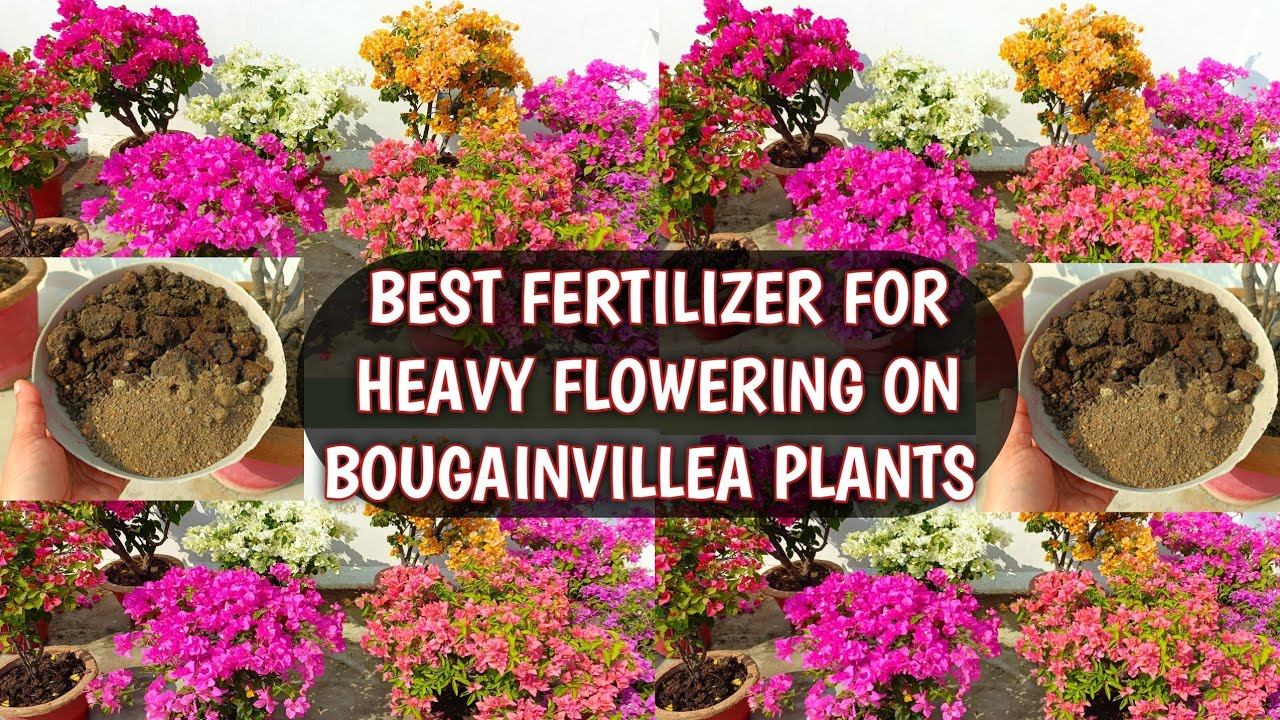 BEST ORGANIC FERTILIZER FOR HEAVY FLOWERING ON BOUGAINVILLEA PLANTS 🌸🌸 | BOUGAINVILLEA FERTILIZER 🌸🌸