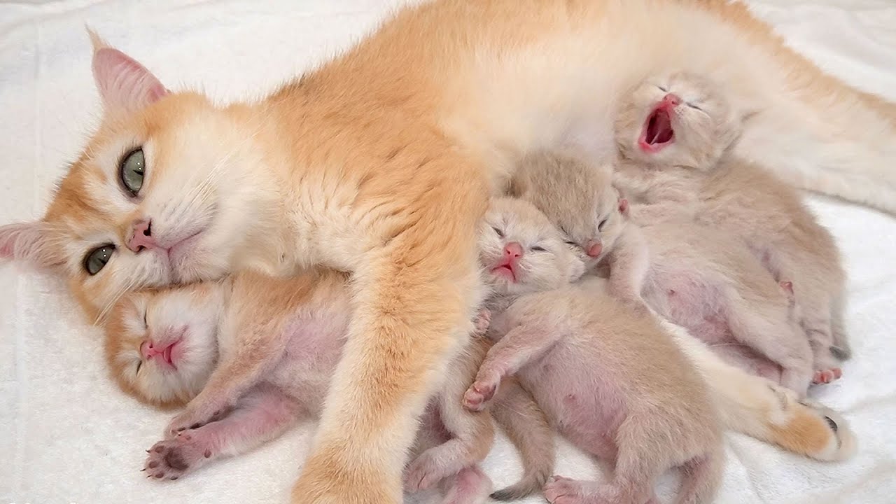 Top sweetest, cutest moments of mother cat and adorable kittens.