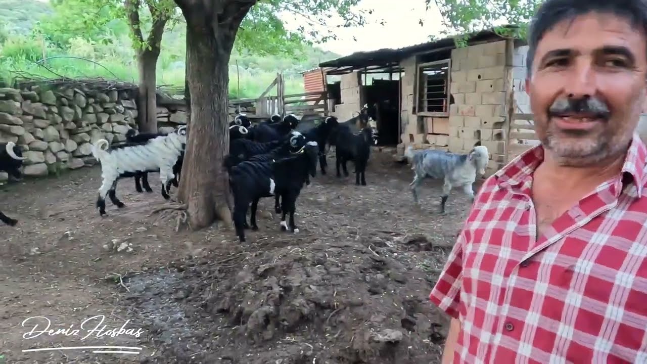 Muhtarım Kurbanlıkları Bitirmek Üzere /  Kurbanlık Fiyatları