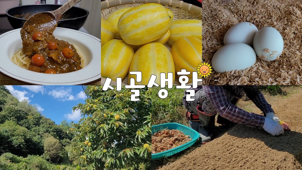 ENG 가을날의 시골풍경🌾매일 먹어도 질리지않은 시골밥상🍲☕️ 새로운 인생 시골집을 꿈꾸는 🏕 # 시골 일상 vlog