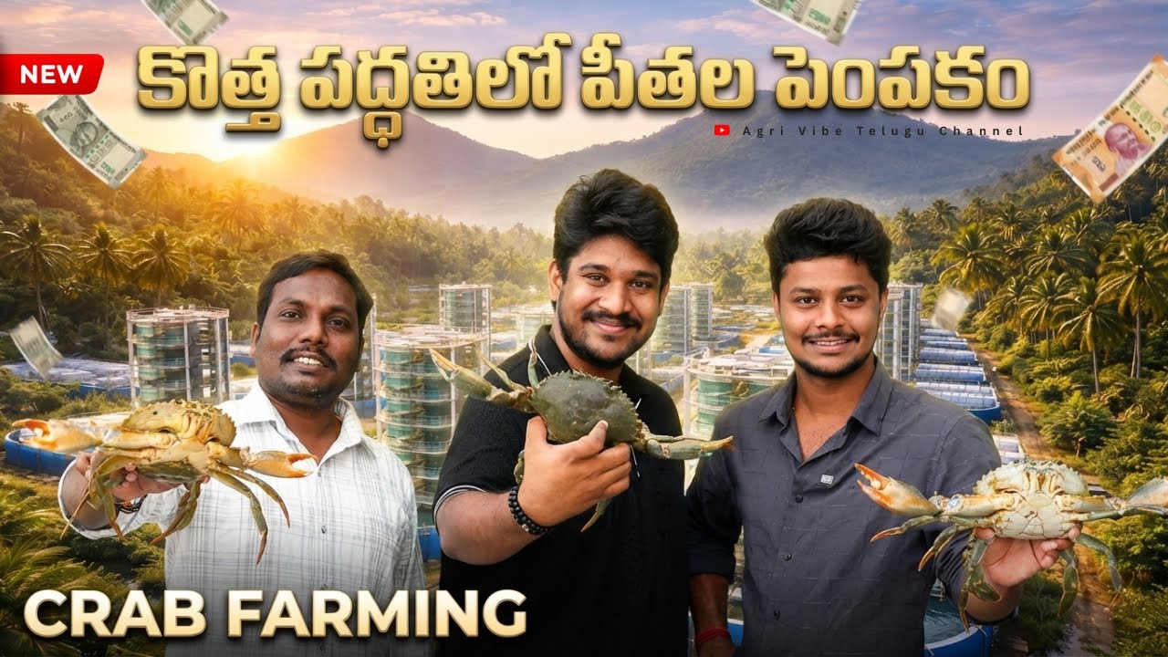 🦀Crab Farming గురించి పూర్తి వివరాలు 📘 | Bucket Crab Farming | పీతల పెంపకం