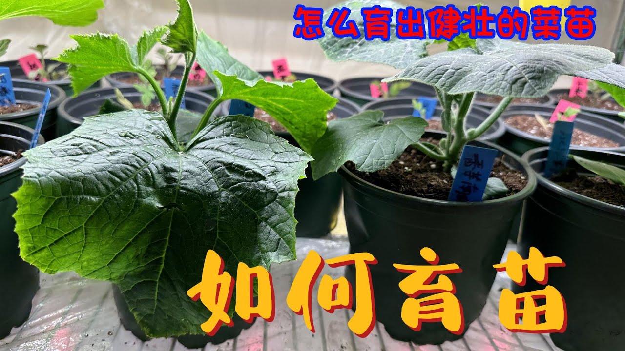 怎么育出健壮的菜苗（育苗过程全攻略）