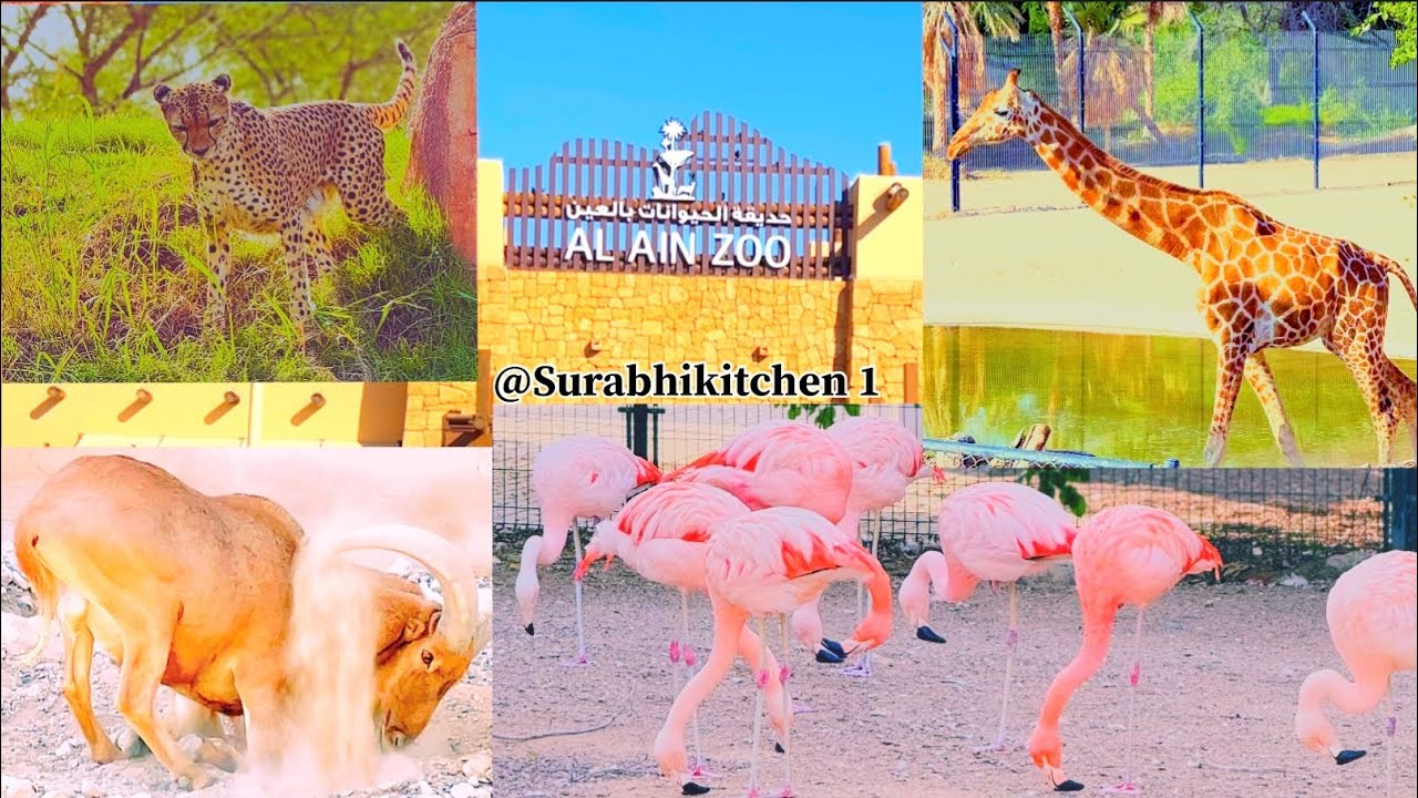 JUST VIBING WITH THE WILDLIFE | AL AIN ZOO |  AL AIN ZOO UAE | WILDLIFE | AL AIN ZOO ABU DHABI | ZOO