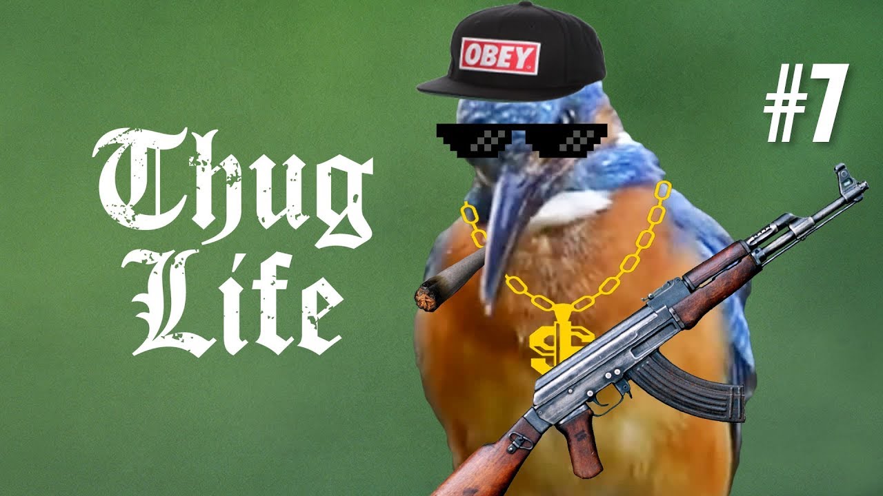 10 MIN OF DANK BIRB MEMES #7