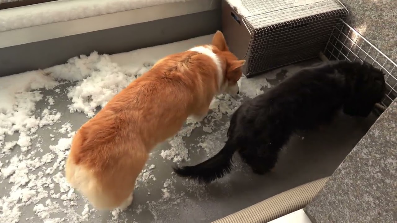 リクとまいは、吹雪の合間にベランダで遊ぶ