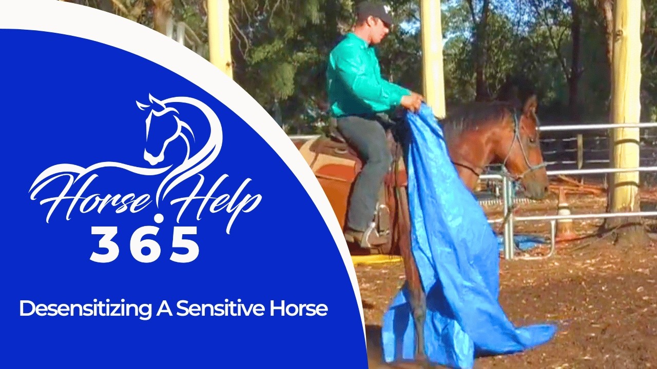 Desensitizing A Sensitive Horse | Horse Help - Michael Gascon