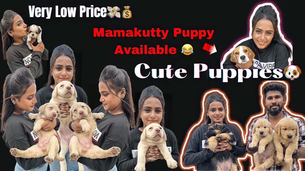 Cute Puppies at Low Price🐕| Foreign Breeds | Husky | Shih Tzu | #shorts #trending #pets #vlog