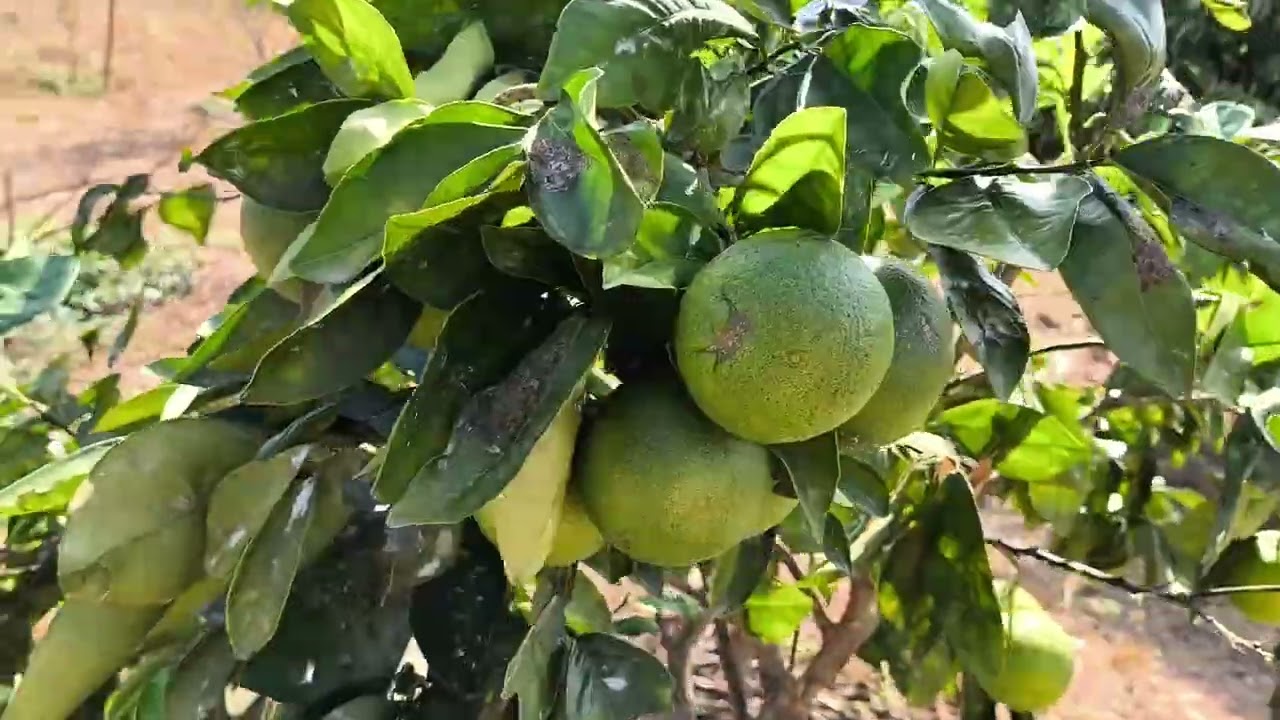 Do curral para o pomar: esterco de ovelha nas frutíferas - Dez 2025