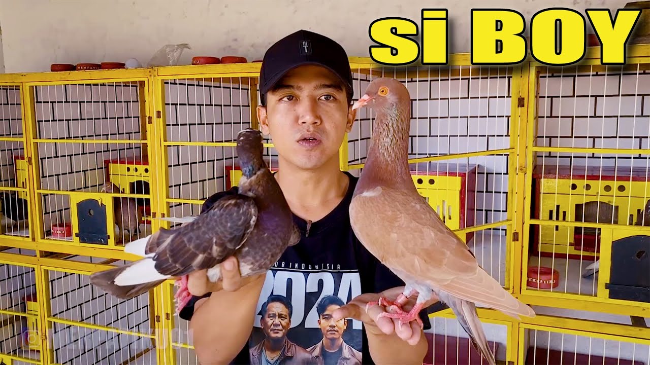 KANDANG MERPATIKU SETELAH DIRENOVASI