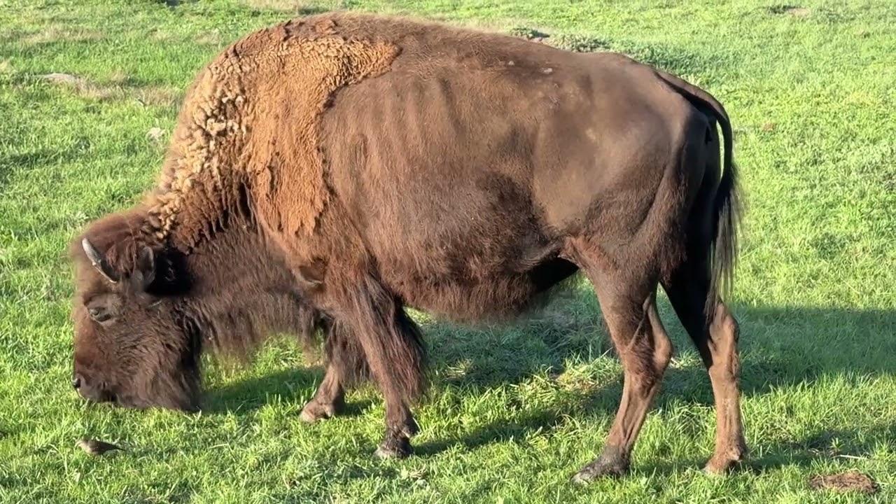 Wild Bison & Pronghorn Antelope_South Dakota 