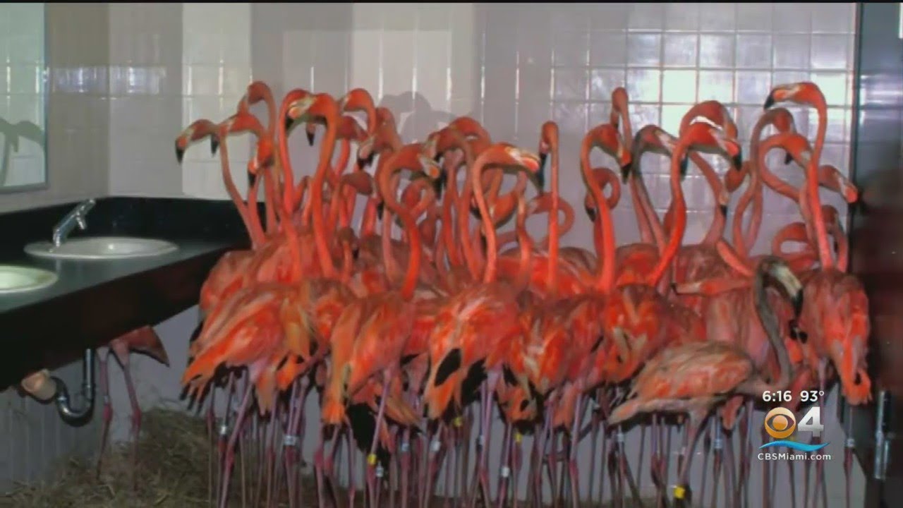 Ron Magill's idea to protect flamingoes from Hurricane Andrew