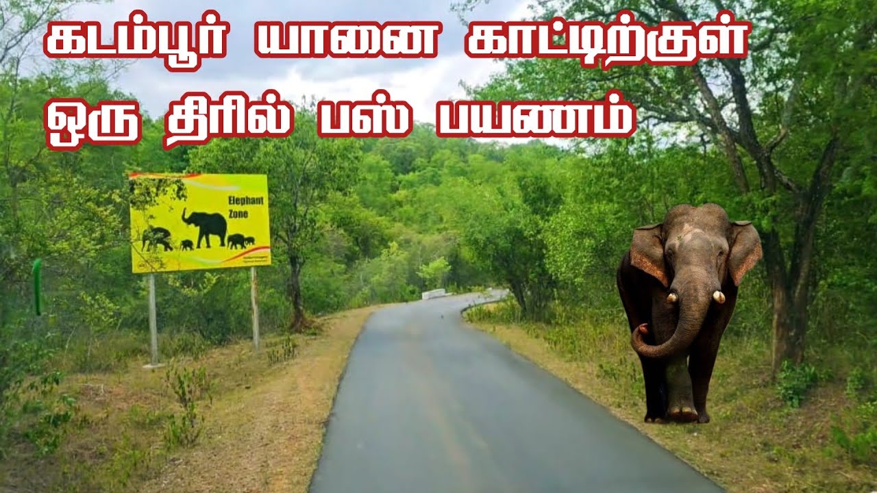 Sathyamangalam to Gundri Elephant Forest Bus Journey | Jolly Trip