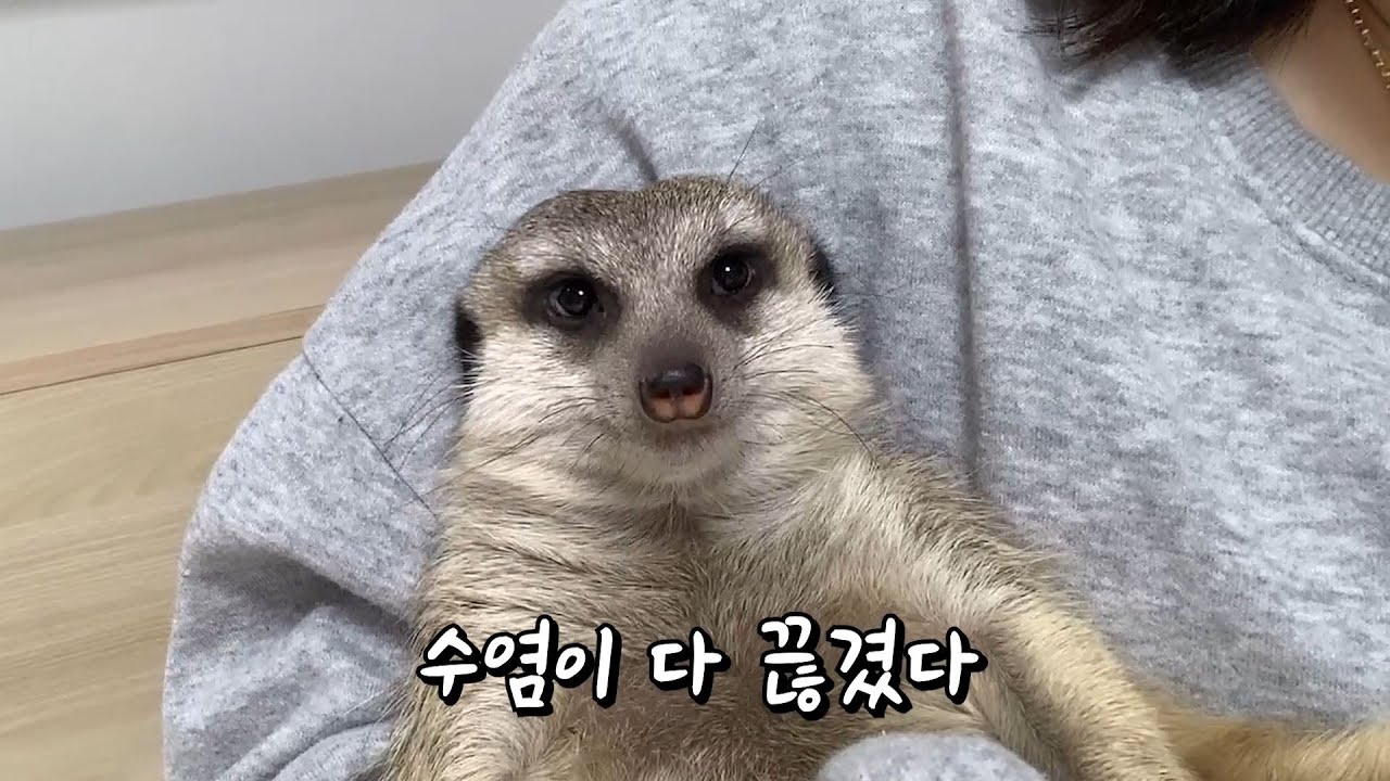 미어캣 티몬이는 사고뭉치