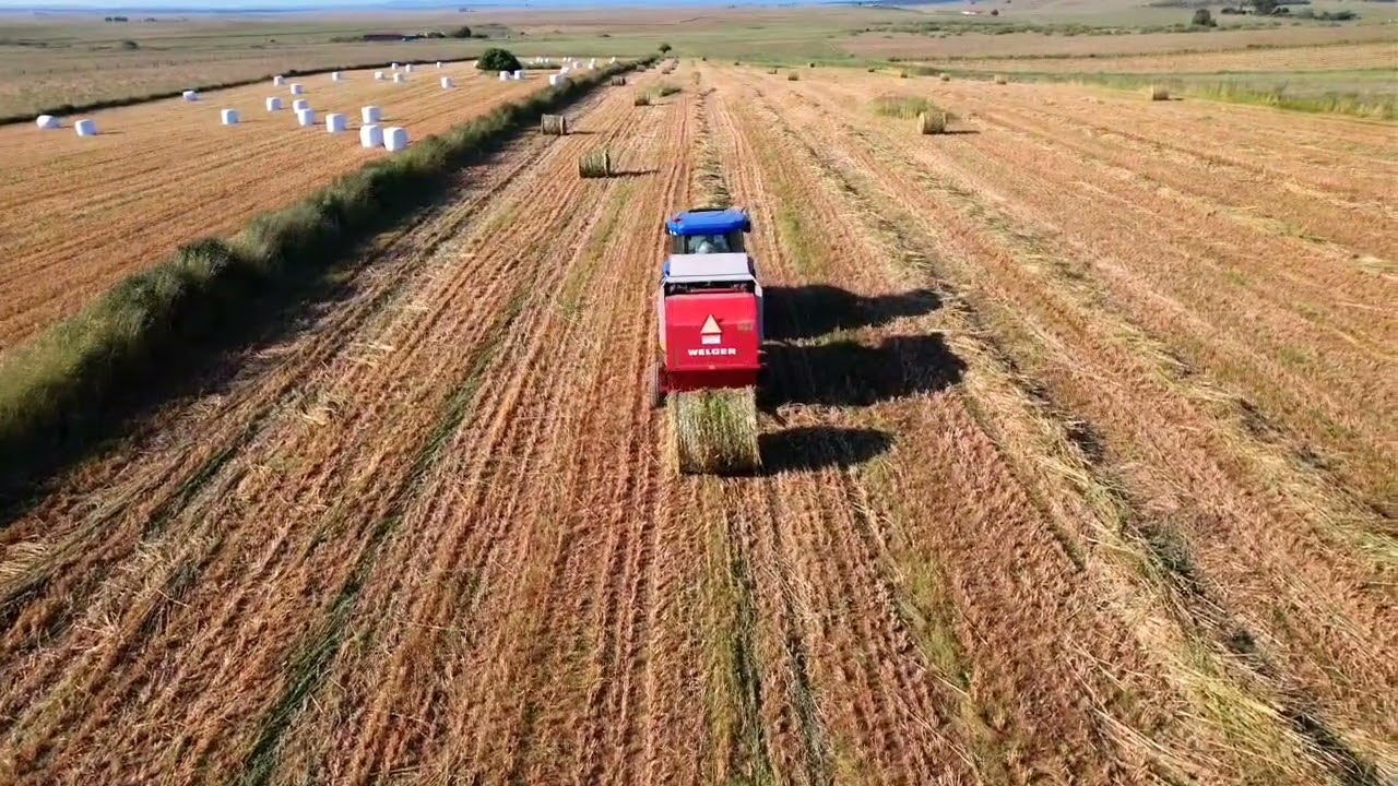 Campaña de empacado...#AgricolaMargaro#dronpilot #trabajosagricolas #agriculture
