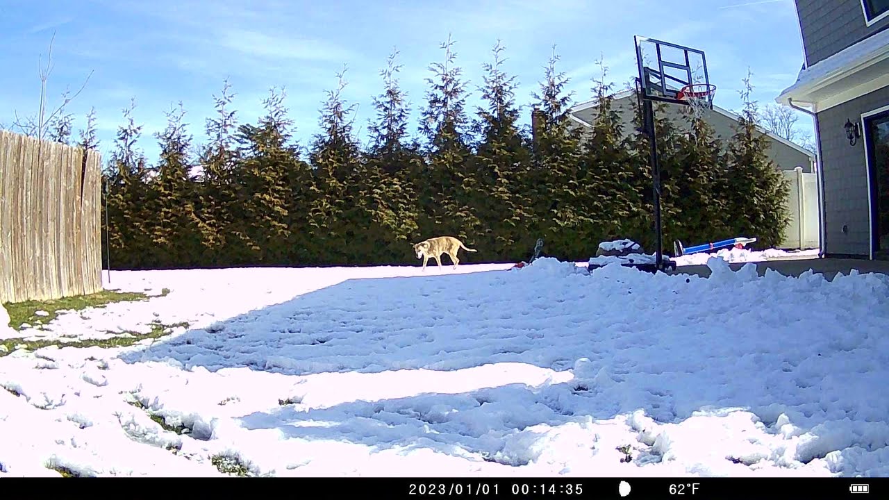 Usogood TC30 Trail Camera FOOTAGE