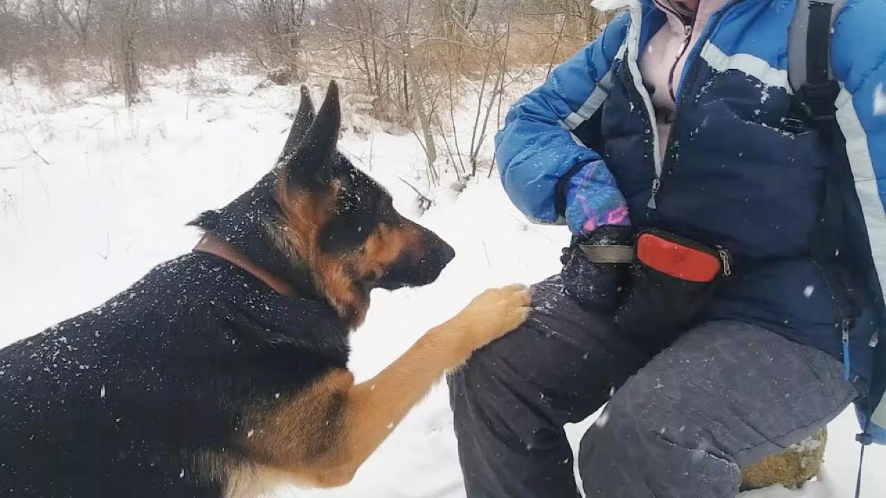 The German Shepherd is glad that it snowed