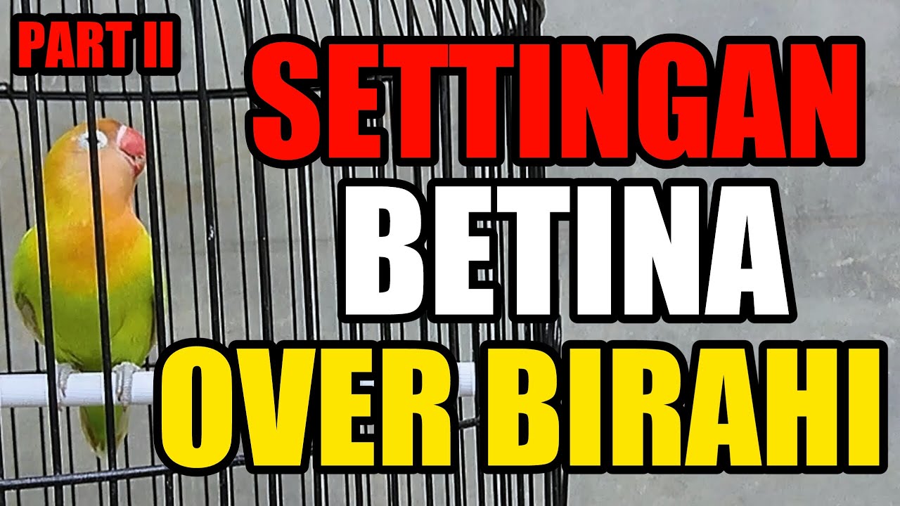 Settingan Lovebird Betina Over Birahi Tetap Bisa Ngekek Panjang Part II