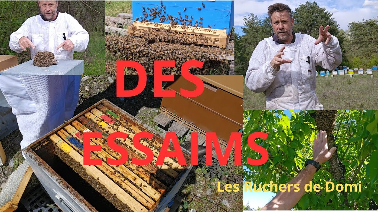 Saison 3 Épisode 14. Le 30/04/2024. Comment récupérer des essaims naturels.