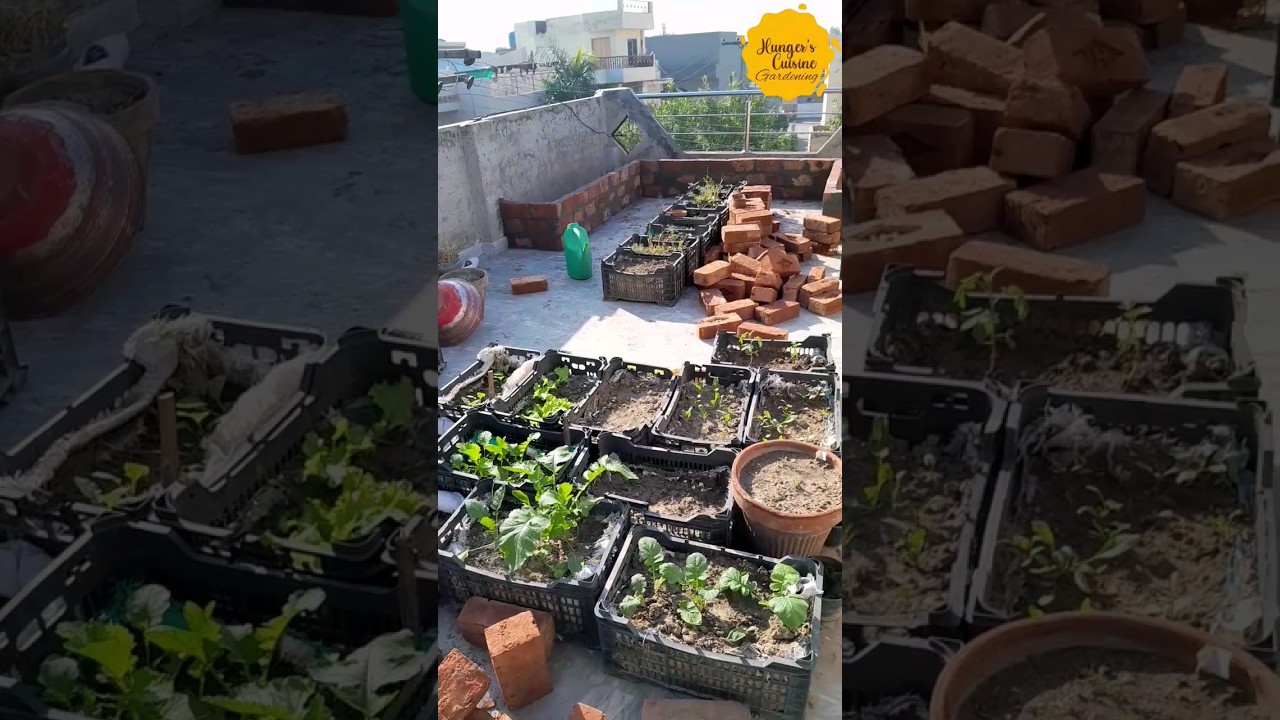 new plants, new rooftop#garden#homegardening #gardeningadvice #salad #gardeningtips#paneeri#spinach
